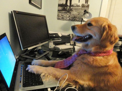 doggo1.jpg
